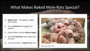 Still image of Showcase Presentation: Corey Plate, African Naked Mole-Rats, Evaluating a Unique Model for Diabetic Treatment